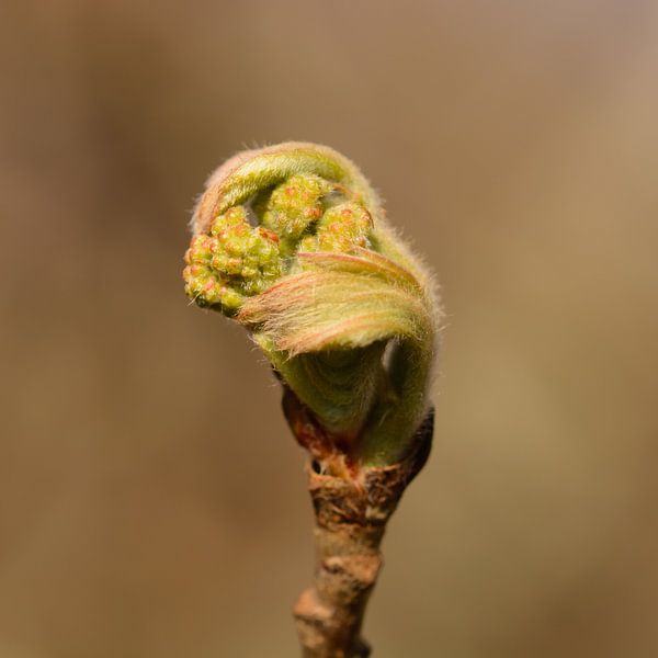 Knospenbildung von Latifa - Natuurfotografie