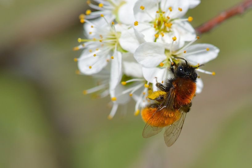 Roodbaardzandbij (Andrena fulva) van Karin Jähne