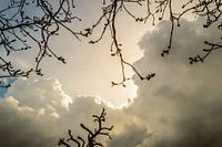 Nuages et branches