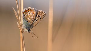 Icarusblauwtje op gras bij avondlicht