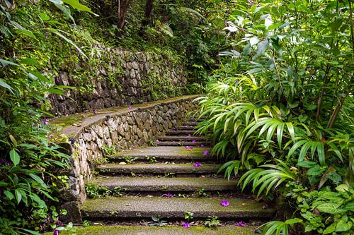 Natural stone staircase in lush greenery