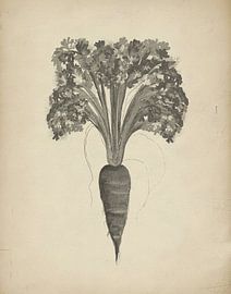 Botanische tekening van een wortel van Josie George