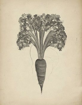 Botanische Karottenzeichnung