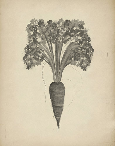 Botanische tekening van een wortel