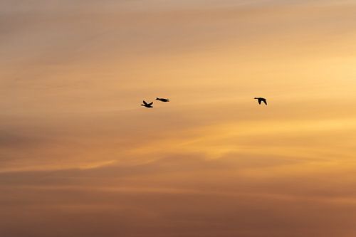 Peinture aérienne de la nature