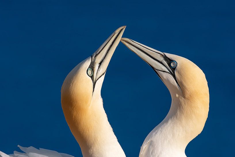 Basstölpel auf Helgoland von Michael Valjak