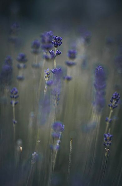 Lavender in all its beauty. by Robby's fotografie
