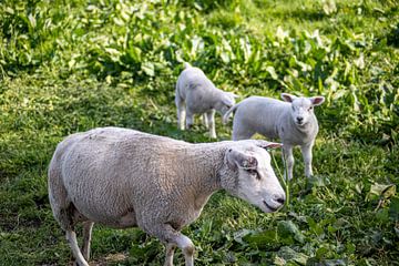 Moutons avec agneaux sur Eric de Jong