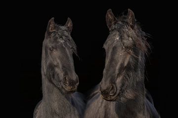 Fries paard, kleur en zwart/wit. Friesian. van Gert Hilbink