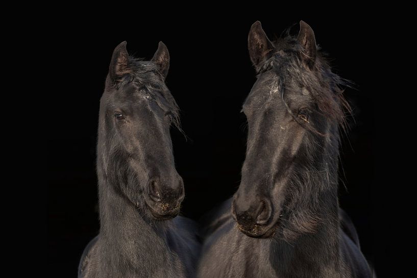 Cheval frison, couleur et noir et blanc. Friesian. par Gert Hilbink