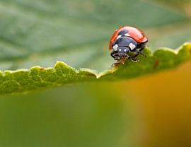 Ladybug