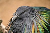 bird's eye