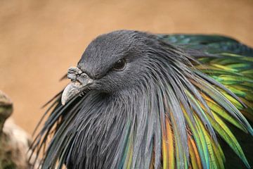 vogels oog van Rianne de Heij