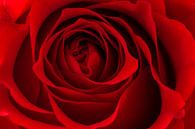 Red roses for a blue lady van Cilia Brandts thumbnail