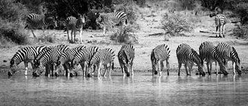 Zebra's drinkend op een rij van Stephan Tamminga