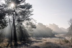 Leersumse veld part 3 van Tania Perneel