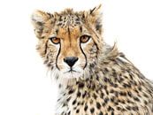High Key Cheetah by Marije Rademaker thumbnail