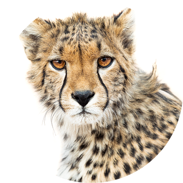 High Key Cheetah van Marije Rademaker