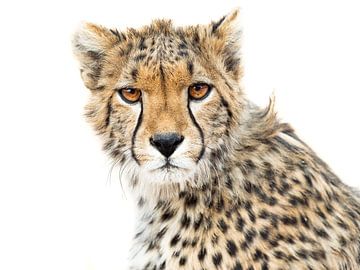High Key Cheetah