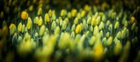 Hollandse Tulpen van Alex Hiemstra thumbnail