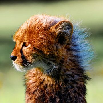 Kleine Katze von Ken Kühlbrandt