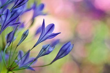 Blue flowers by Corinne Welp