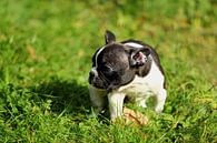 Französische Bulldogge 5 von Heike Hultsch Miniaturansicht
