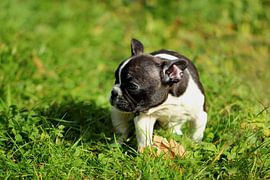 Französische Bulldogge 5 von Heike Hultsch