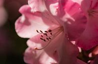 azalea stamen by Tania Perneel thumbnail