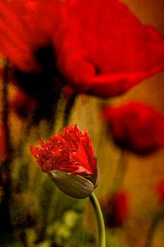 Rote Mohnblumen von Ellen Driesse