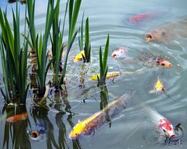 Fisch von Dieter Ettingshaus