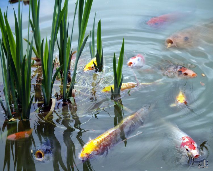 Fisch by Dieter Ettingshaus