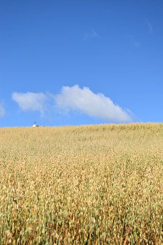Een veld van haver in de herfst