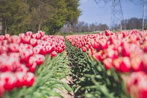 Blick durch das Tulpenfeld