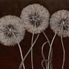 Kunst in Mischtechnik: Drei Löwenzahnblüten von Studio Pieternel