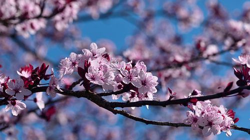 Pink plum blossom by Corinne Welp