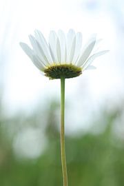 Porträt eines Gänseblümchens.1 von Daniëlle Eibrink Jansen