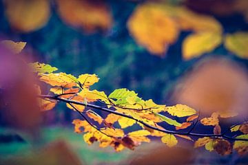 Branche de hêtre avec des feuilles d'automne sur Fotografiecor .nl