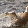 Spelen in het water van Geert Perdaens