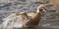 Spelen in het water