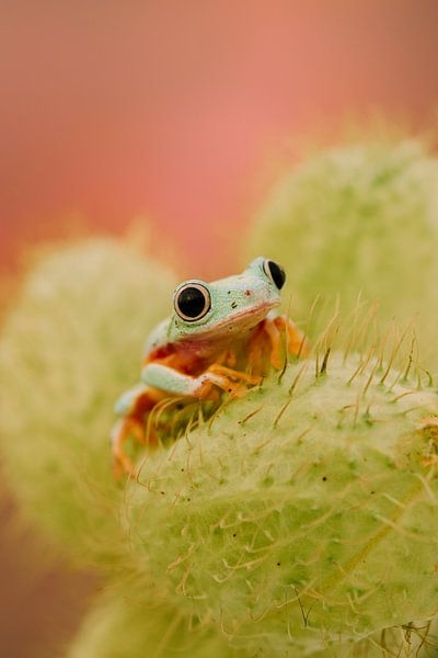 groene kikker van Rachel Fotografie