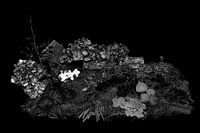 Herbst in Schwarz-Weiß