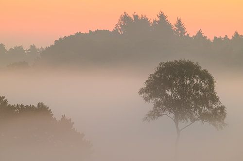 Zonsopgang met mist boven een heidelandschap