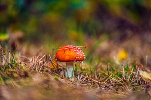 Le champignon dans le paysage d'automne sur Bas Fransen