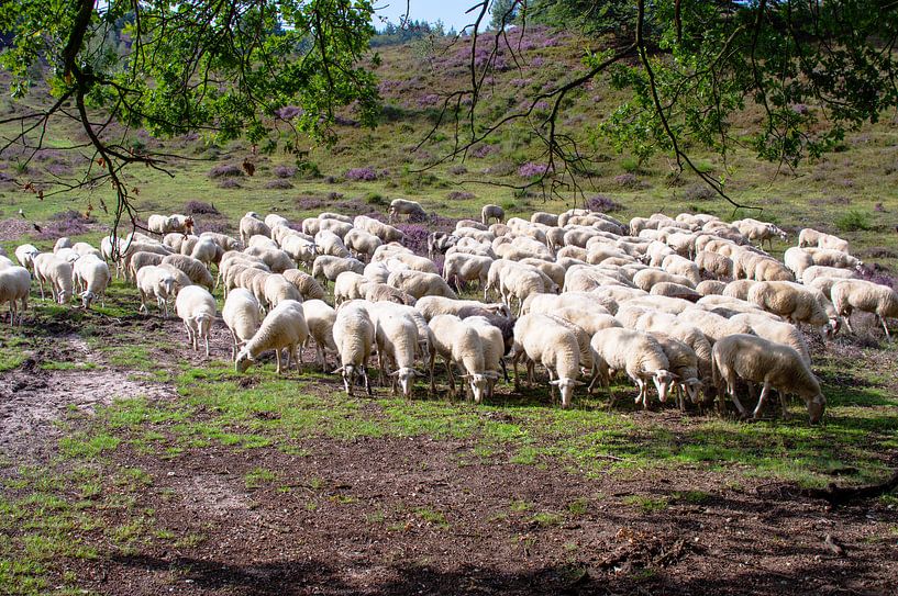 Schafe auf der Heide bei der Posbank von Marcel Rommens