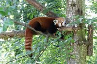 Roter Panda