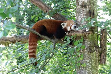 Rode panda van Linda Vreeswijk