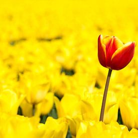 Tulp uit de polder van Yvonne van Zuiden