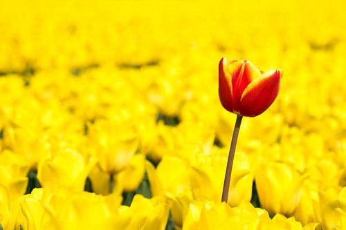 Tulp uit de polder