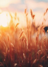 Golden hour